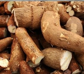 Cassava